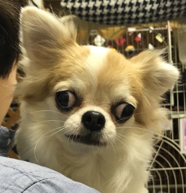 ★保護犬カフェ天神橋店🍵は土日は11時~20時まで営業中♪各店舗案内もご覧くださいね🎵