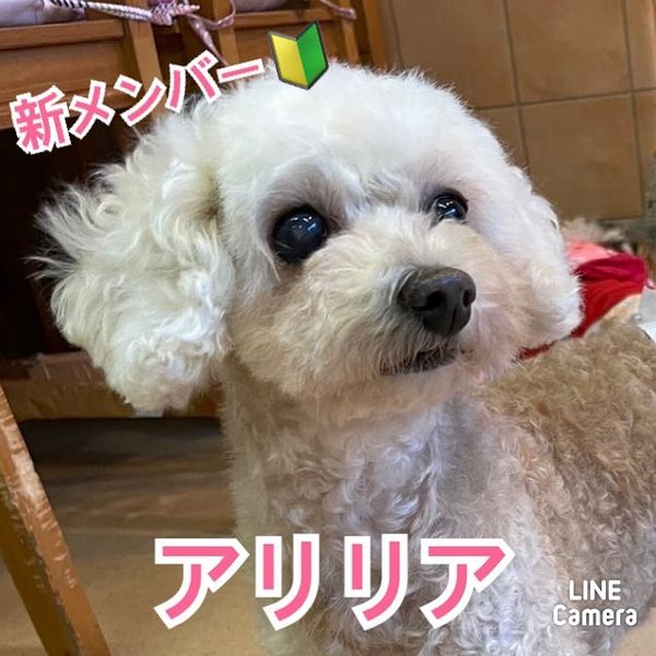 🐾新メンバー🔰ご紹介🐾2023,7,25【保護犬カフェ天神橋店】