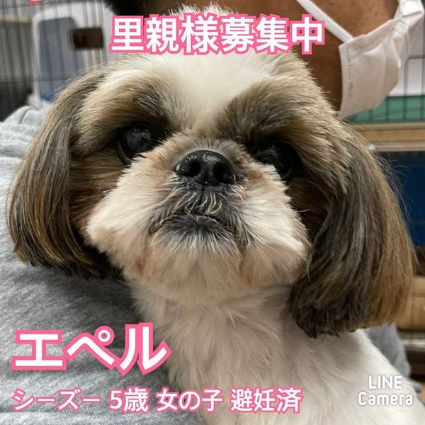 🐾新メンバー🔰ご紹介🐾2022,10,31【保護犬カフェ天神橋店】