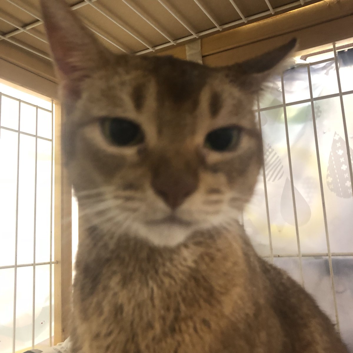 🐾今日の里親様募集中ニャンコ🐱メンバーです🐾天神橋店のTwitterのアドレスが変わりました！2019,7,21