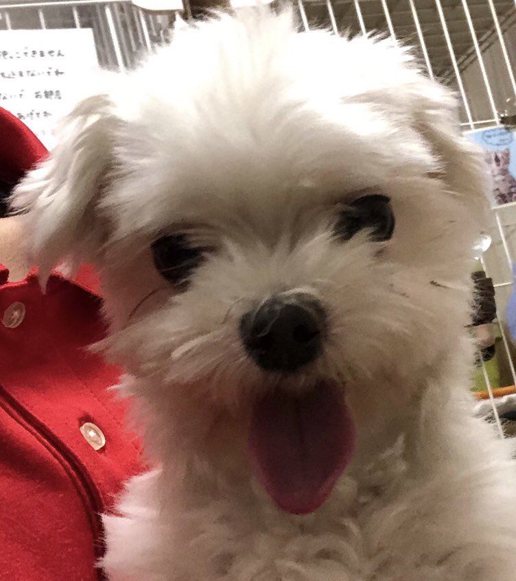 🐾新メンバー🔰ご紹介🐾2019,8,5