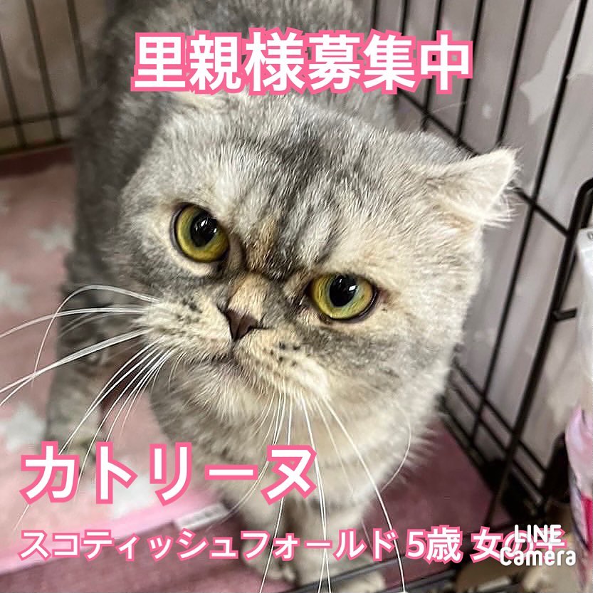 🐾今日の里親様募集中ニャンコ🐱メンバーです🐾2022,12,14【保護犬カフェ天神橋店】