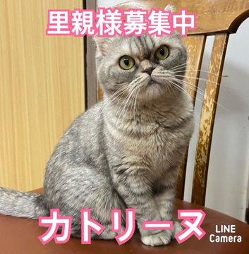 🐾今日の里親様募集中ニャンコ🐱メンバーです🐾2023,11,20【保護犬カフェ天神橋店】