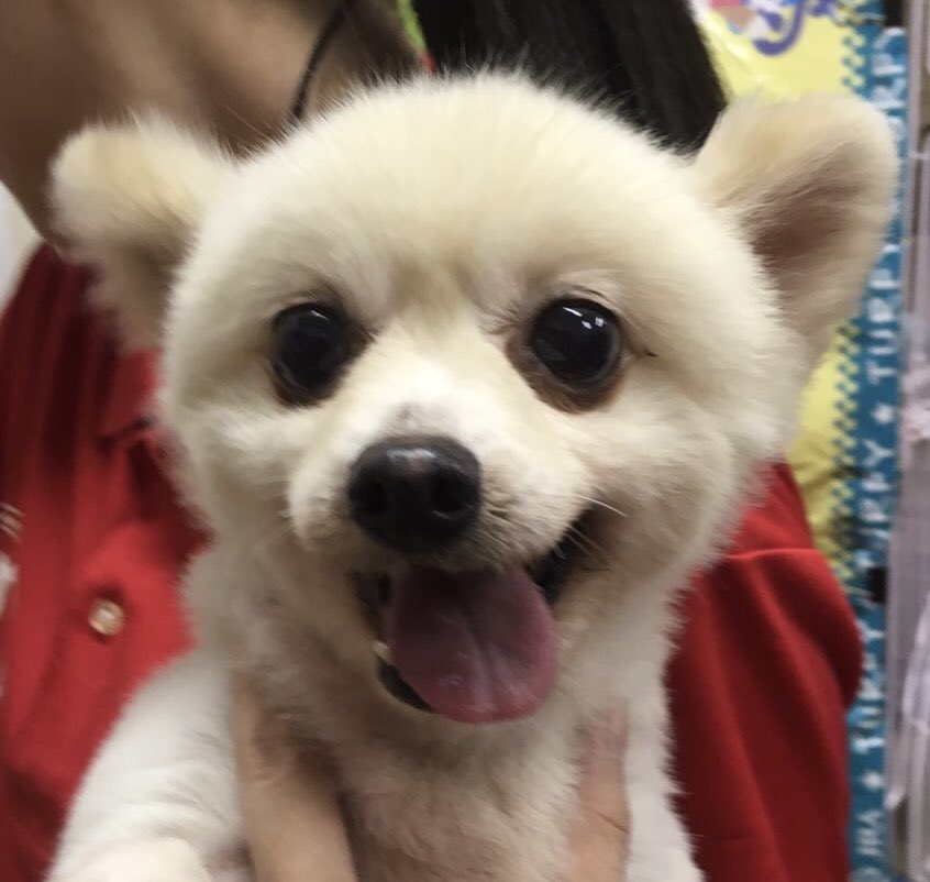 🐾新メンバー🔰ご紹介🐾2019,7,28