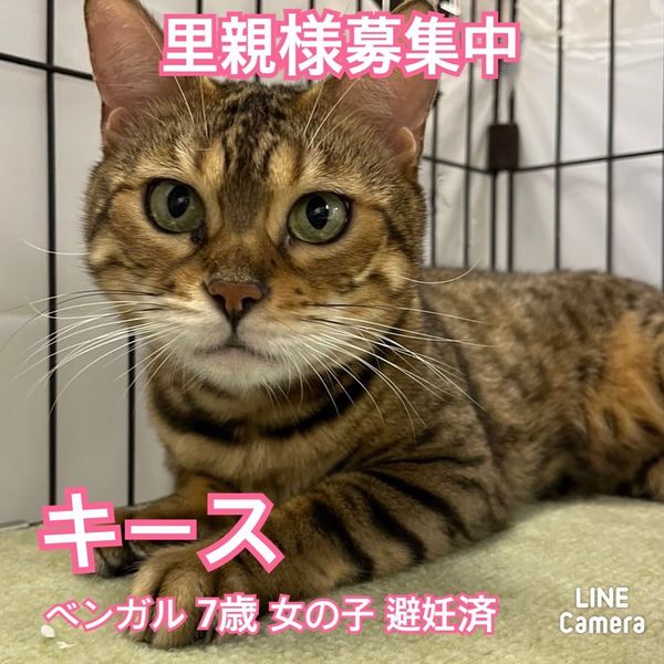 🐾今日の里親様募集中ニャンコ🐱メンバーです🐾2022,11,30【保護犬カフェ天神橋店】