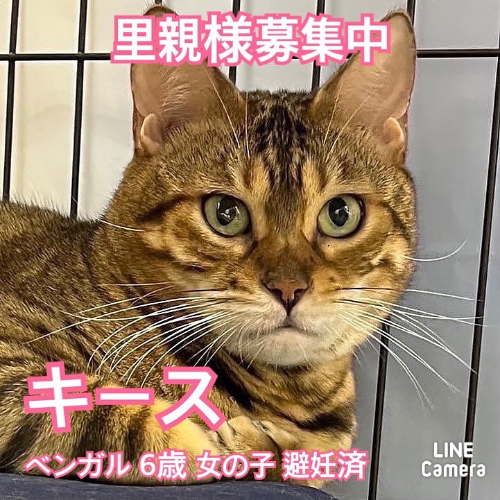 🐾今日の里親様募集中ニャンコ🐱メンバーです🐾2022,12,14【保護犬カフェ天神橋店】