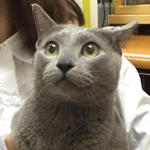 【運命の赤い糸見～つけた💓チワワのよんちゃん💕、ダックスのあつみちゃん💕、ロシブルのクロエ君💕】
