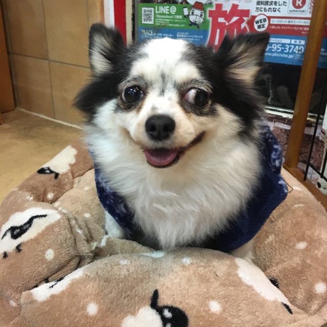 保護犬カフェ天神橋・川西店11月29日（水）のキャスト♪