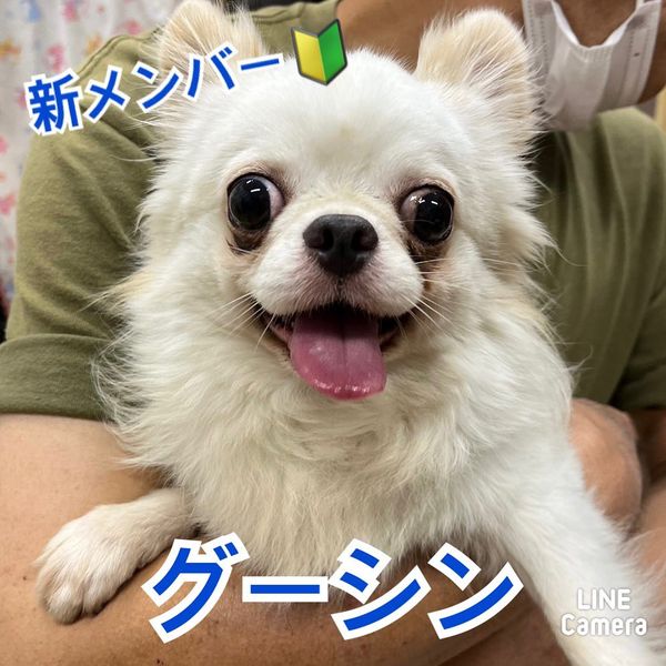 🐾新メンバー🔰ご紹介🐾2023,7,3【保護犬カフェ天神橋店】