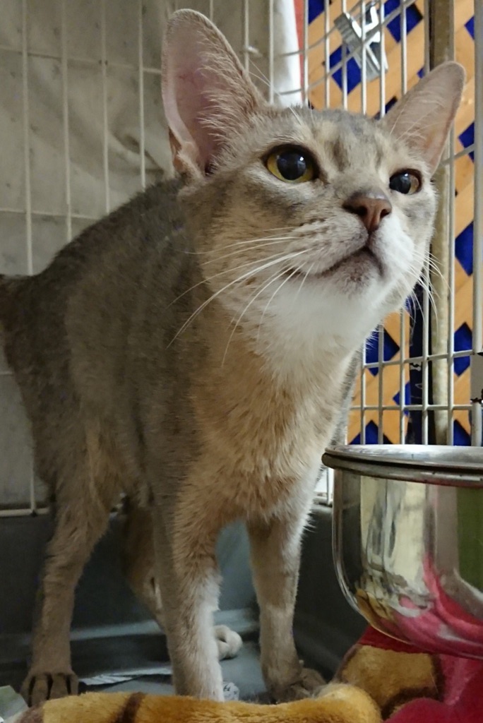 【今日は２２日🐱ニャンニャンの日🐾】15時～17時の二時間は時間休業となります🙇