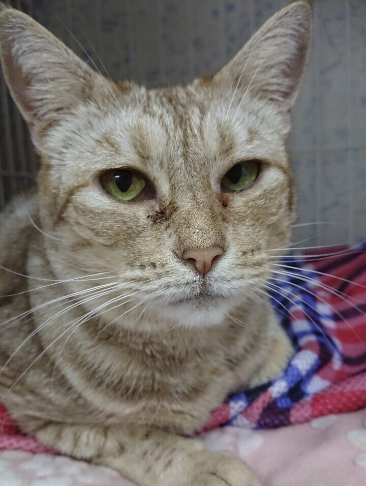 🐾今日の里親様募集中ニャンコ🐱メンバーです🐾天神橋店のTwitterのアドレスが変わりました!2019,6,23