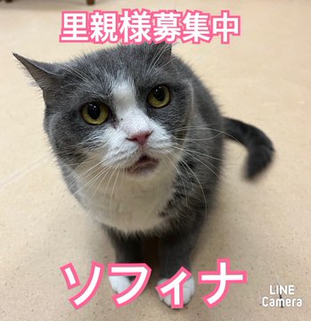 🐾今日の里親様募集中ニャンコ🐱メンバーです🐾2023,5,8【保護犬カフェ天神橋店】