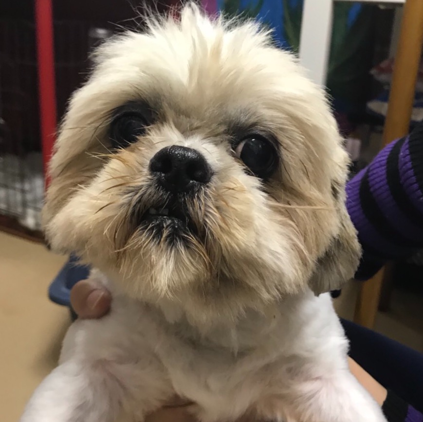★保護犬カフェ天神橋･川西店11月30日（木）のキャスト♪