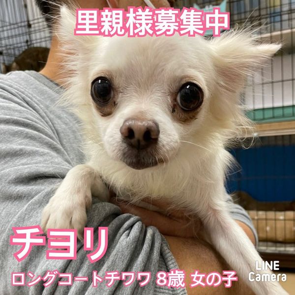 🐾新メンバー🔰ご紹介🐾2022,10,31【保護犬カフェ天神橋店】