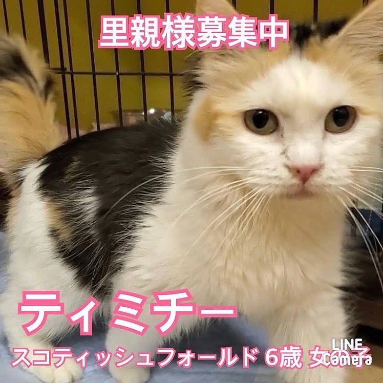 🐾今日の里親様募集中ニャンコ🐱メンバーです🐾2022,11,28【保護犬カフェ天神橋店】