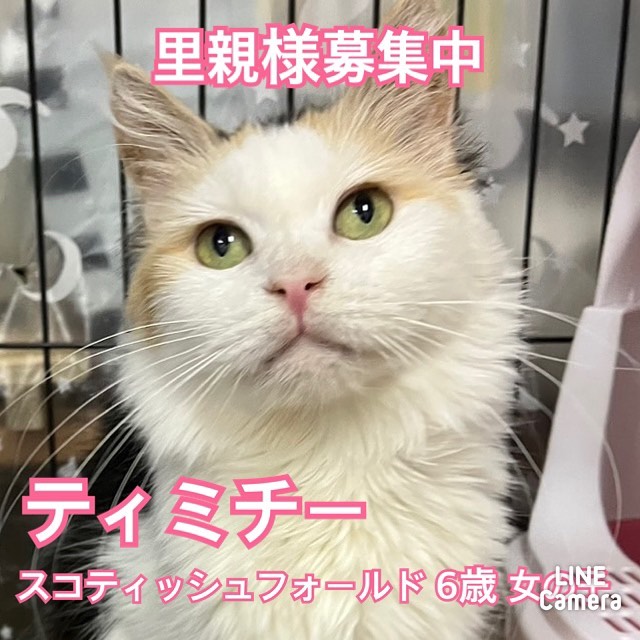 🐾今日の里親様募集中ニャンコ🐱メンバーです🐾2022,12,13【保護犬カフェ天神橋店】