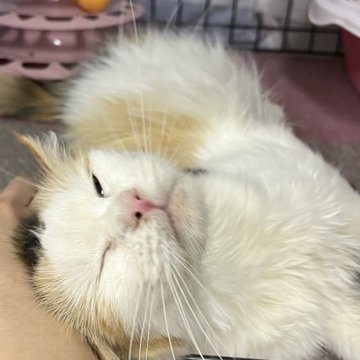 🐾今日の里親様募集中ニャンコ🐱メンバーです🐾2023,3,19【保護犬カフェ天神橋店】