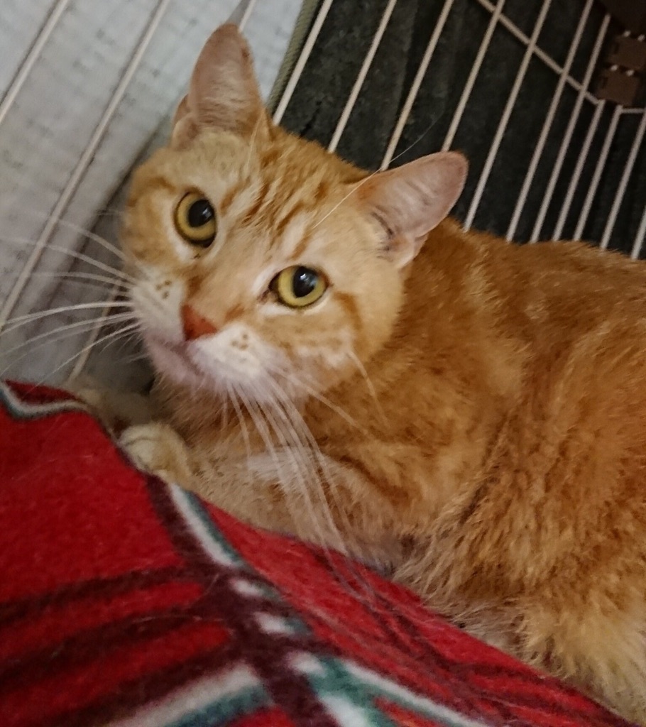 【今日は２２日🐱ニャンニャンの日🐾】15時～17時の二時間は時間休業となります🙇