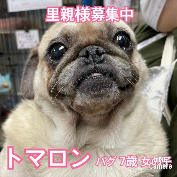 🐾新メンバー🔰ご紹介🐾2022,11,5【保護犬カフェ天神橋店】