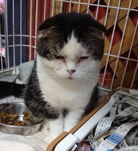 保護犬カフェ☕だけど保護猫🐱たちの里親様も大募集中です💓