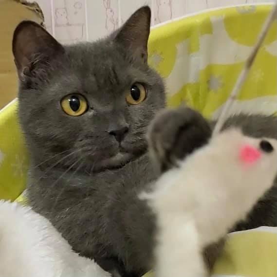 🐾今日の里親様募集中ニャンコ🐱メンバーです🐾2021,8,24