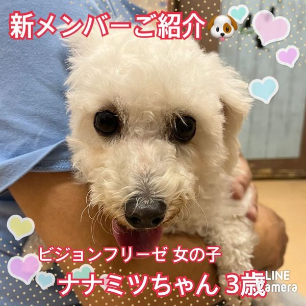 🐾新メンバー🔰ご紹介🐾2022,10,3【保護犬カフェ天神橋店】