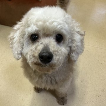 🐾新メンバー🔰ご紹介🐾2023,5,5【保護犬カフェ天神橋店】