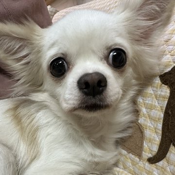 【運命の赤い糸見～つけた💓ロングコートチワワのハチャリちゃん💕】2023,6,4