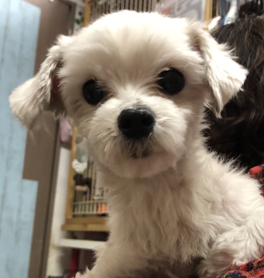 【運命の赤い糸見～つけた💓マルチーズのハッピーちゃん💕】2020,3,20