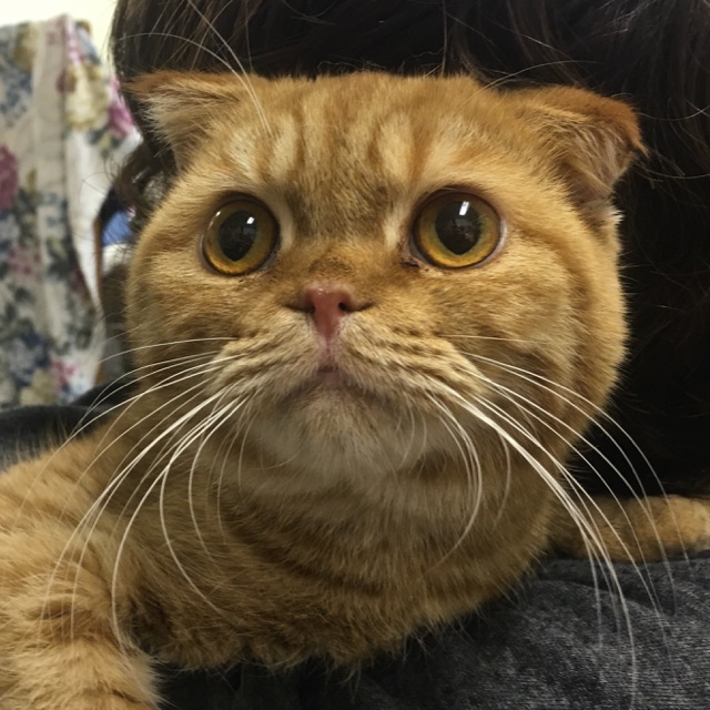 【保護犬カフェ☕だけど保護猫🐱もいるよ🐾】