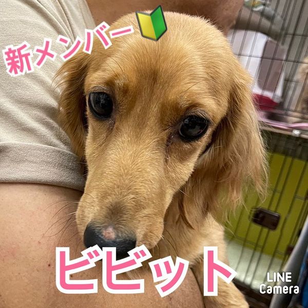 🐾新メンバー🔰ご紹介🐾2023,7,25【保護犬カフェ天神橋店】