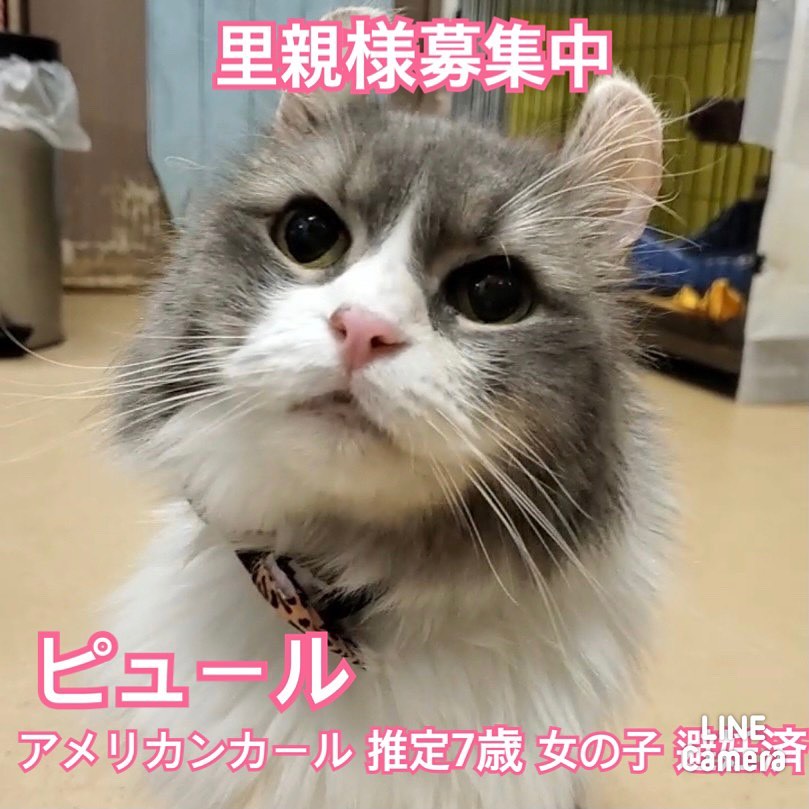 🐾今日の里親様募集中ニャンコ🐱メンバーです🐾2022,12,2【保護犬カフェ天神橋店】