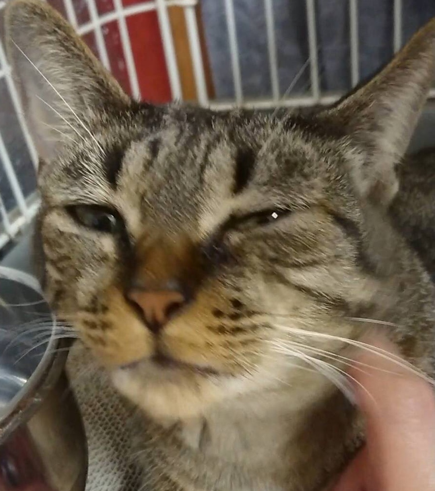 【７月は保護猫たち🐱卒業強化月間です🐾】