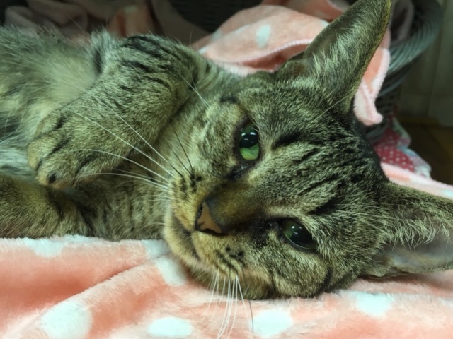 【🐾本日の里親様募集中ニャンコメンバー🐱】2018,6,22