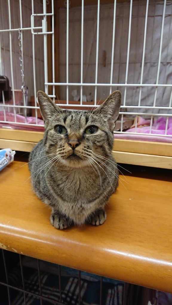 【🐾本日の里親様募集中ニャンコメンバー🐱】2018,6,22