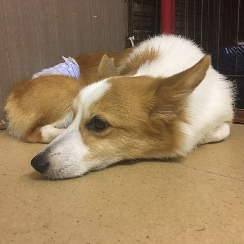 【マギー君💕の闘病日記📗】🐾