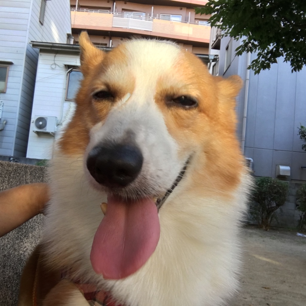🐾【マギー君💕の闘病日記📗】🐾