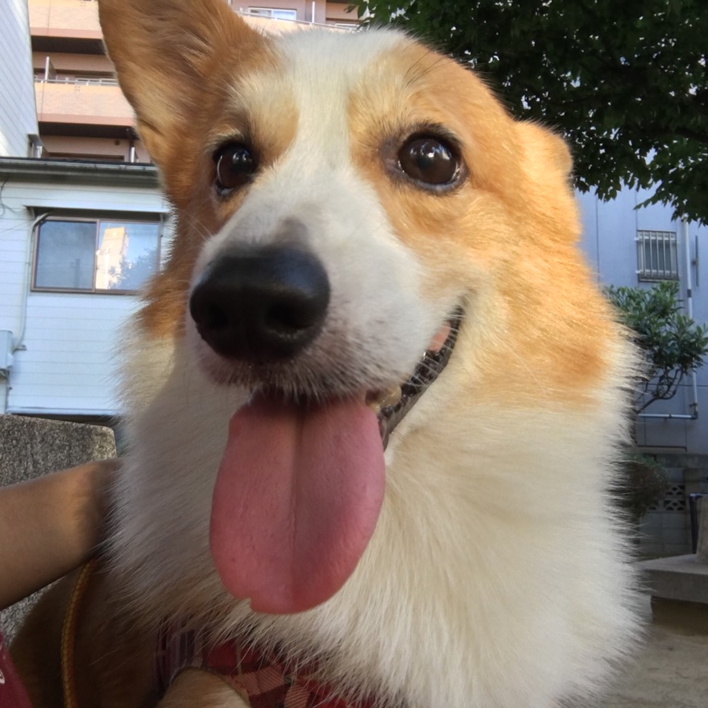 🐾【お知らせ】保護犬カフェ天神橋店のTwitterアカウント変更のお知らせ🐾