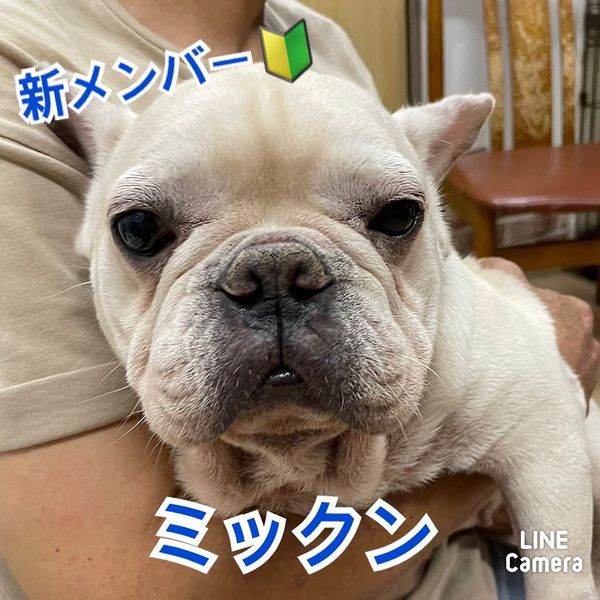 🐾新メンバー🔰ご紹介🐾2023,7,25【保護犬カフェ天神橋店】