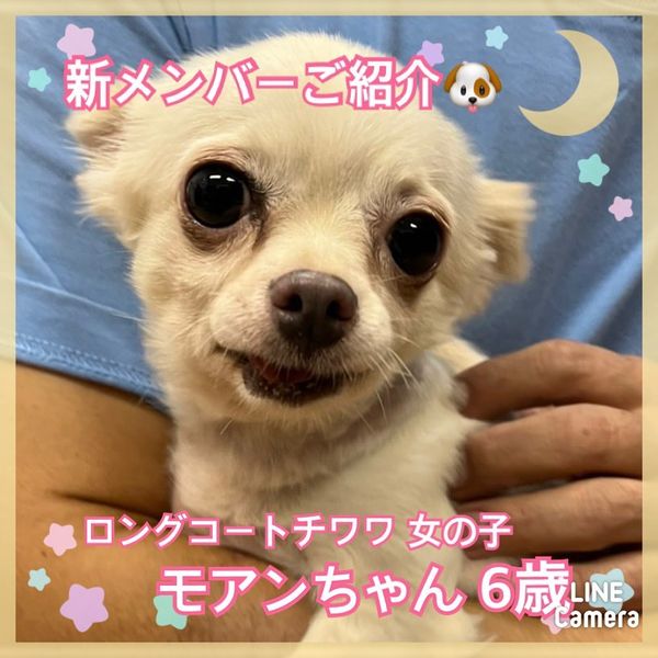 🐾新メンバー🔰ご紹介🐾2022,10,3【保護犬カフェ天神橋店】