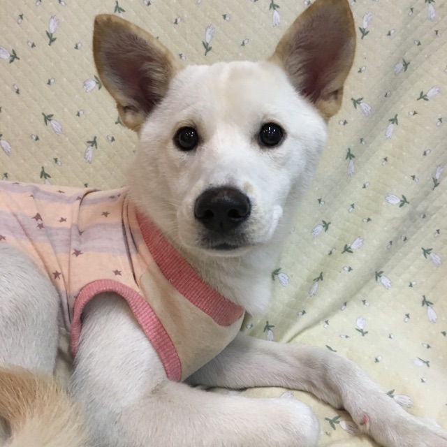 保護犬カフェ