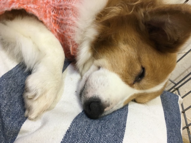 ラビちゃん💕のご冥福をお祈りいたします。。。