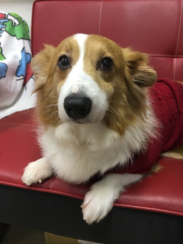 ラビちゃん💕のご冥福をお祈りいたします。。。