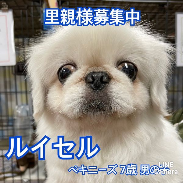 🐾新メンバー🔰ご紹介🐾2022,11,5【保護犬カフェ天神橋店】