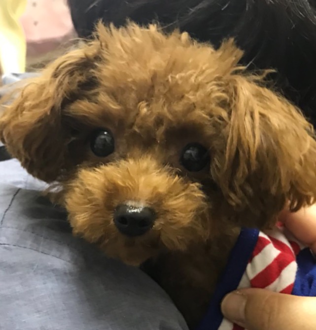 ★保護犬カフェ天神橋店🍵は土日は11時~20時まで営業中♪各店舗案内もご覧くださいね🎵